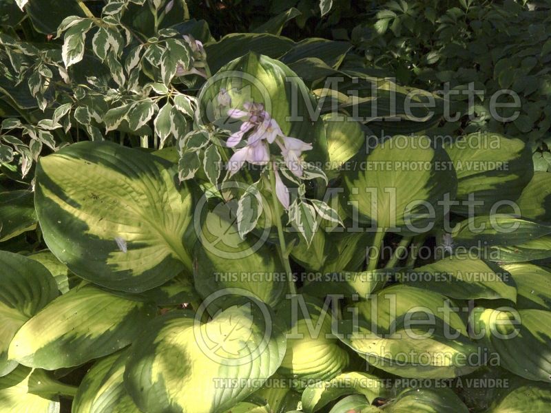 Hosta Captain Kirk (Hosta funkia august lily) 3 