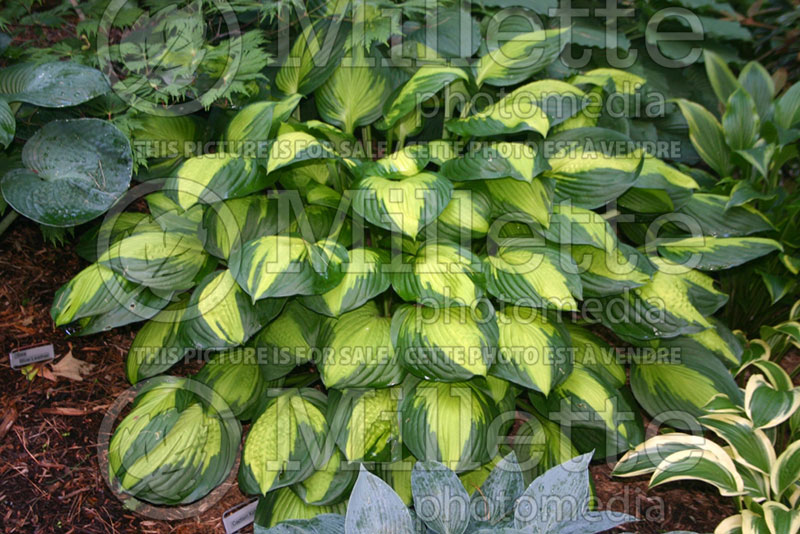 Hosta Captain Kirk (Hosta funkia august lily) 2 