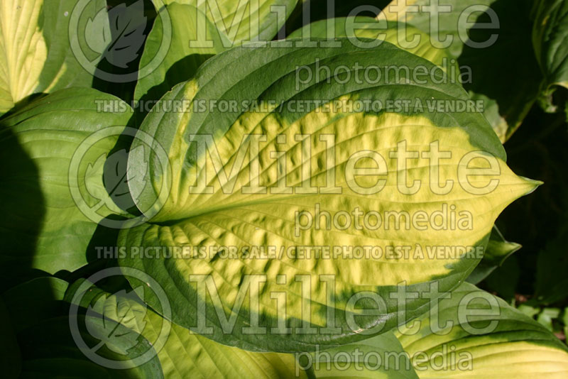 Hosta Captain Kirk (Hosta funkia august lily) 1 