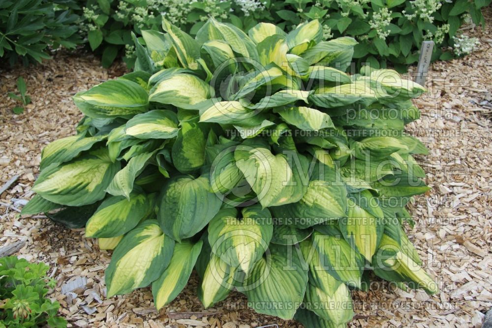 Hosta Captain Kirk (Hosta funkia august lily) 4 