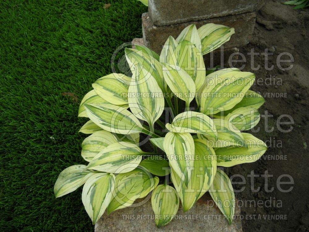 Hosta Captain's Adventure (Hosta funkia august lily) 1