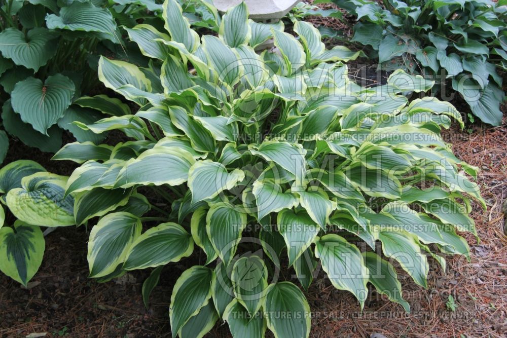 Hosta Carolina Sunshine (Hosta funkia august lily) 2 