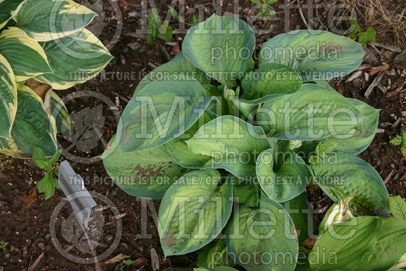 Hosta Carriage Wheels (Hosta funkia august lily) 1