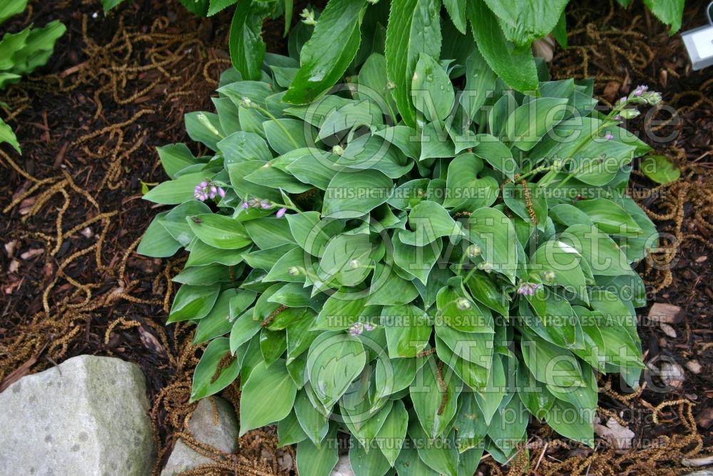 Hosta Carrie Ann (Hosta funkia august lily) 1