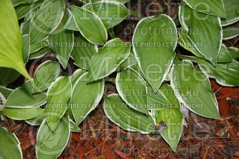 Hosta Carrie Ann (Hosta funkia august lily) 2