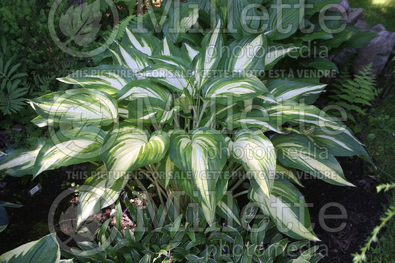 Hosta Cascades (Hosta funkia august lily) 1