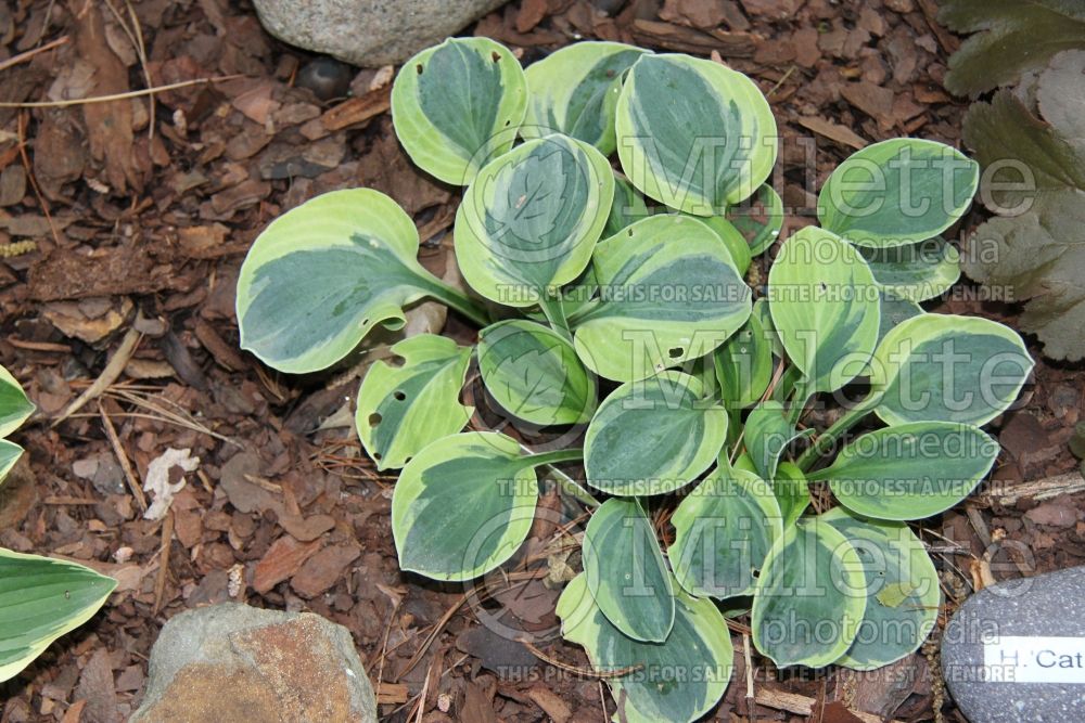 Hosta Cat and Mouse (Hosta funkia august lily) 1 