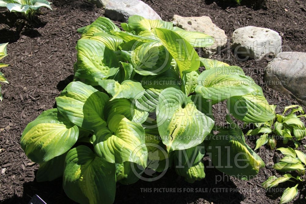 Hosta Cathedral Windows (Hosta funkia august lily) 5 