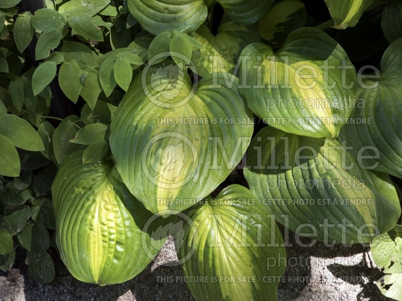 Hosta Cathedral Windows (Hosta funkia august lily) 3 