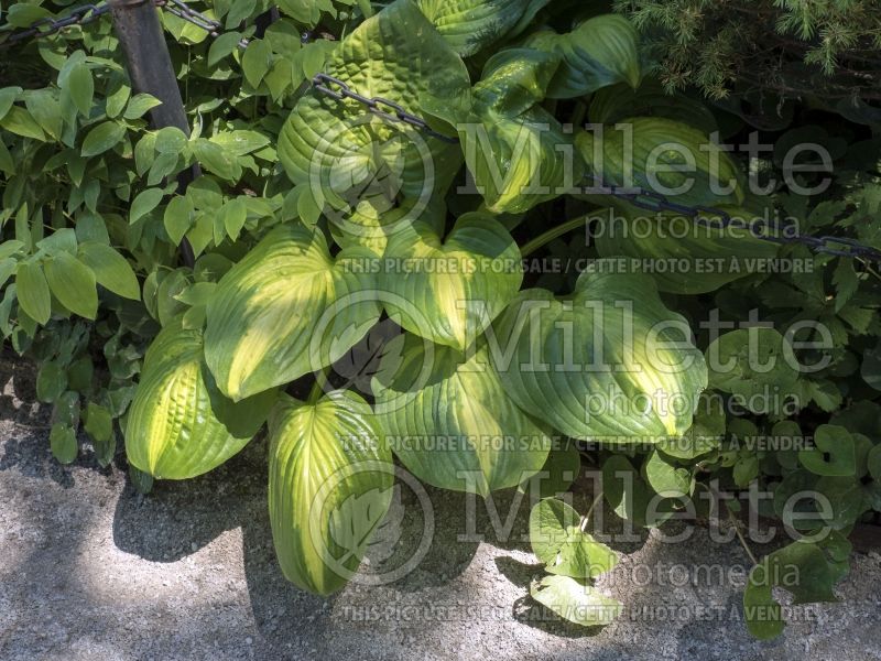 Hosta Cathedral Windows (Hosta funkia august lily) 4 