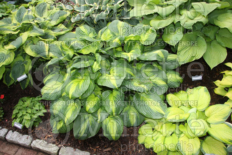 Hosta Cathedral Windows (Hosta funkia august lily) 1 