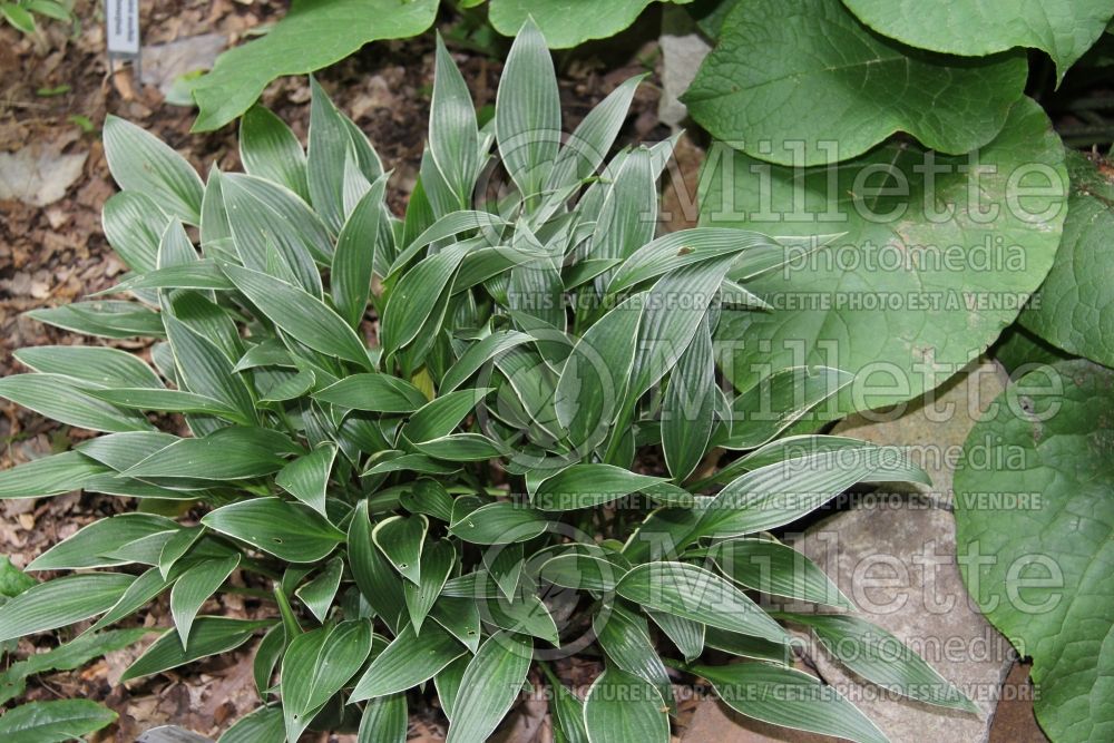Hosta Change of Tradition (Hosta funkia august lily) 2 