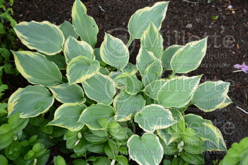 Hosta Chantilly Lace (Hosta funkia august lily) 2 