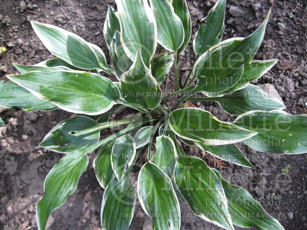 Hosta Chantilly Lace (Hosta funkia august lily) 1 