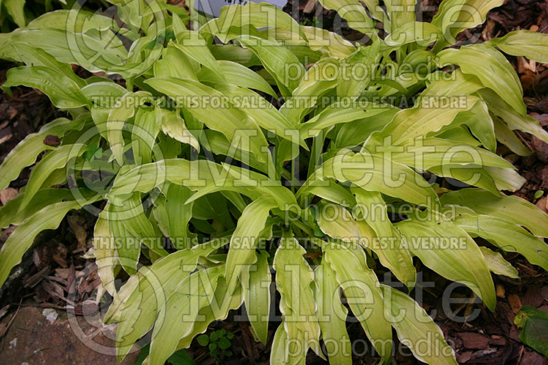 Hosta Chartreuse Wiggles (Hosta funkia august lily) 1