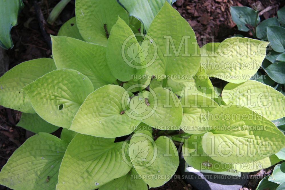 Hosta Cheatin Heart  (Hosta funkia august lily) 1 