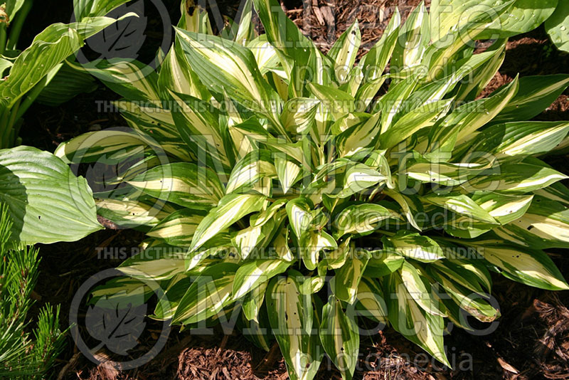 Hosta Cherry Berry (Hosta funkia august lily) 1