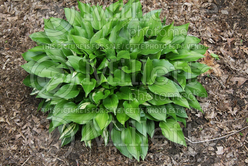 Hosta Chickadee (Hosta funkia august lily)  1