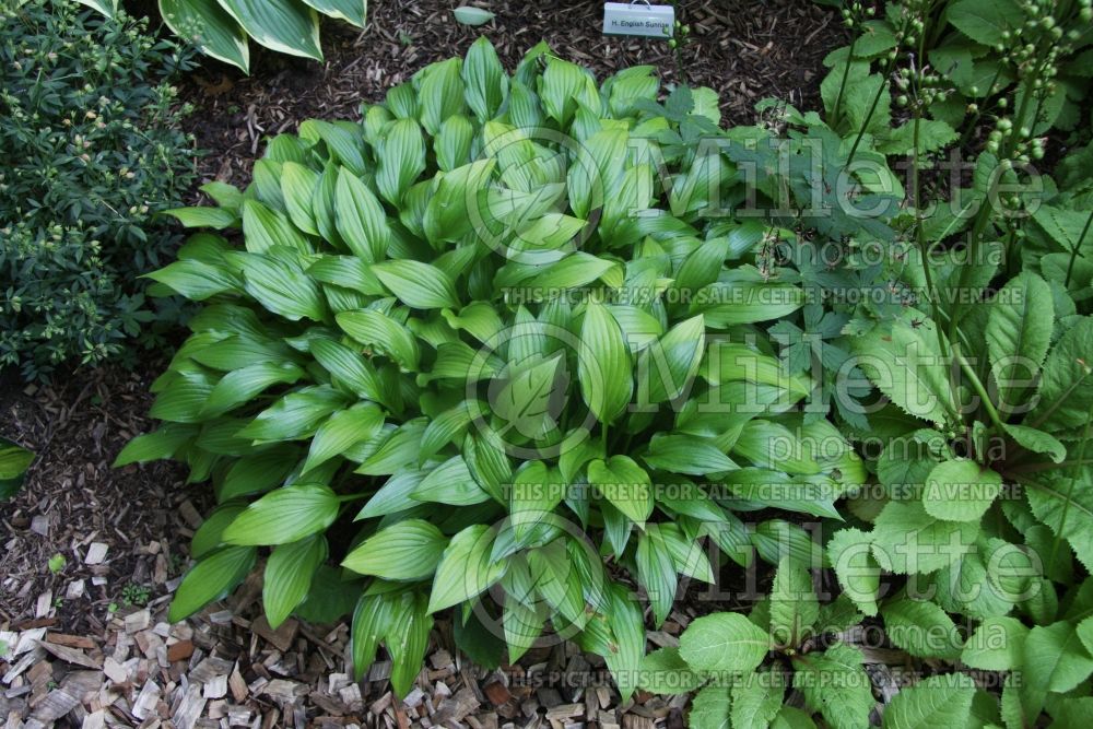 Hosta Chinese Sunrise (Hosta funkia august lily) 1 