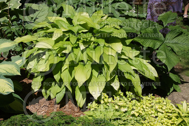 Hosta Chiquita (Hosta funkia august lily) 