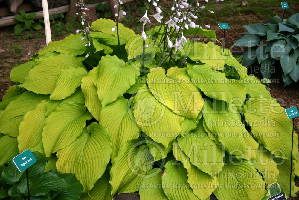 Hosta Choo Choo Train (Hosta funkia august lily) 1