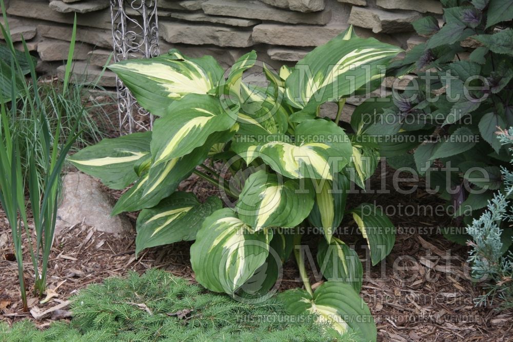 Hosta Christmas Candy (Hosta funkia august lily) 1