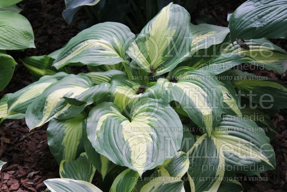 Hosta Christmas Candy (Hosta funkia august lily) 2