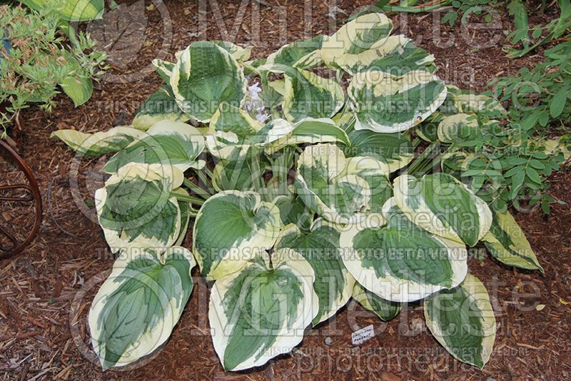 Hosta Christmas Pageant (Hosta funkia august lily)  2