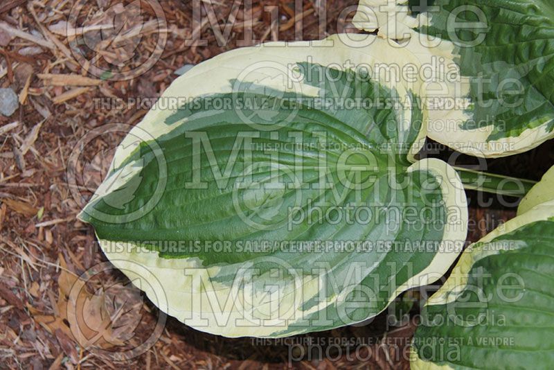 Hosta Christmas Pageant (Hosta funkia august lily)  1