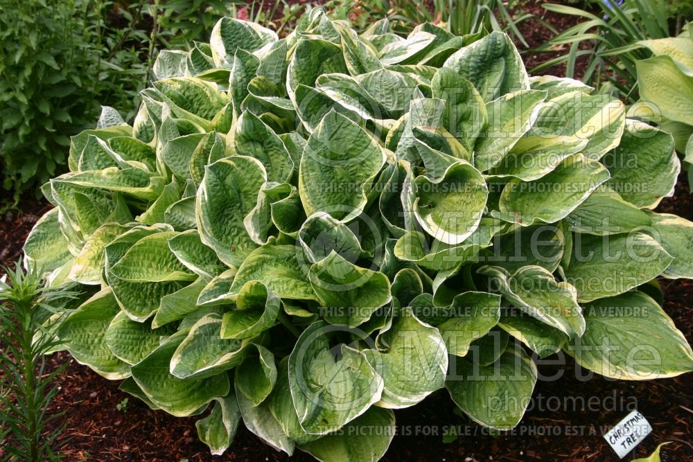 Hosta Christmas Tree (Hosta funkia august lily) 1 