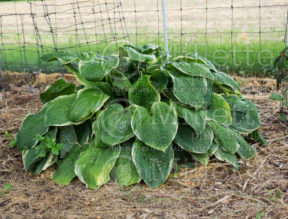 Hosta Christmas Tree (Hosta funkia august lily) 2 