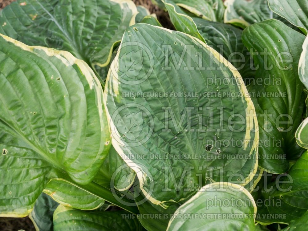 Hosta Christmas Tree (Hosta funkia august lily) 3 