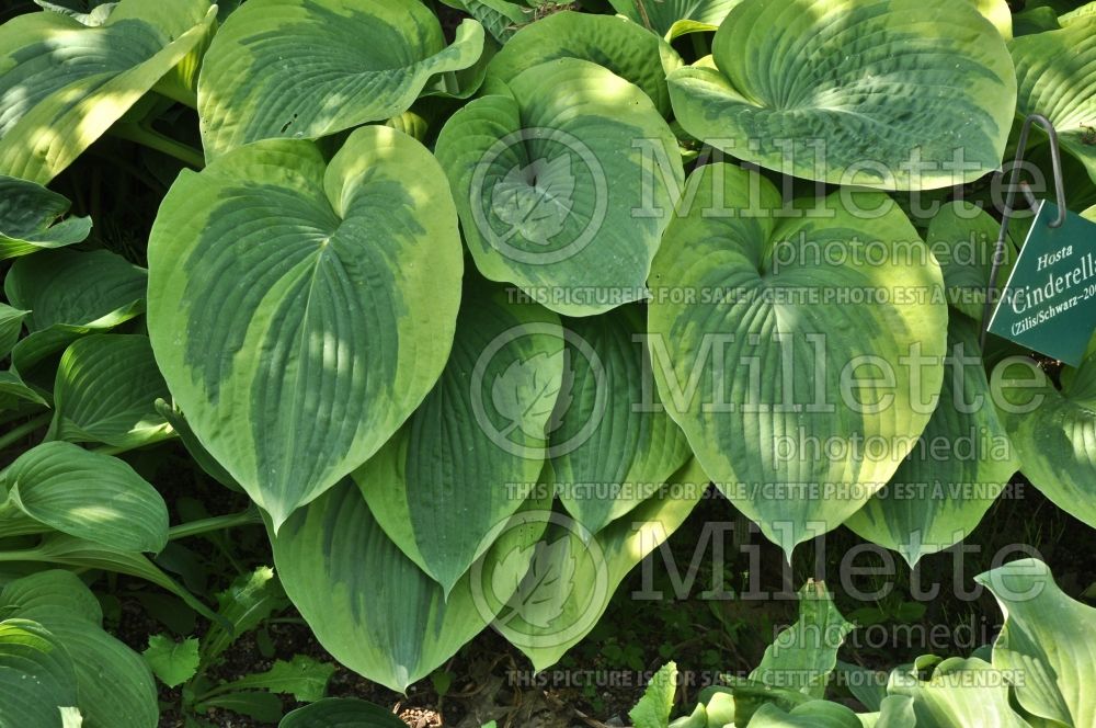 Hosta Cinderella (Hosta funkia august lily) 1