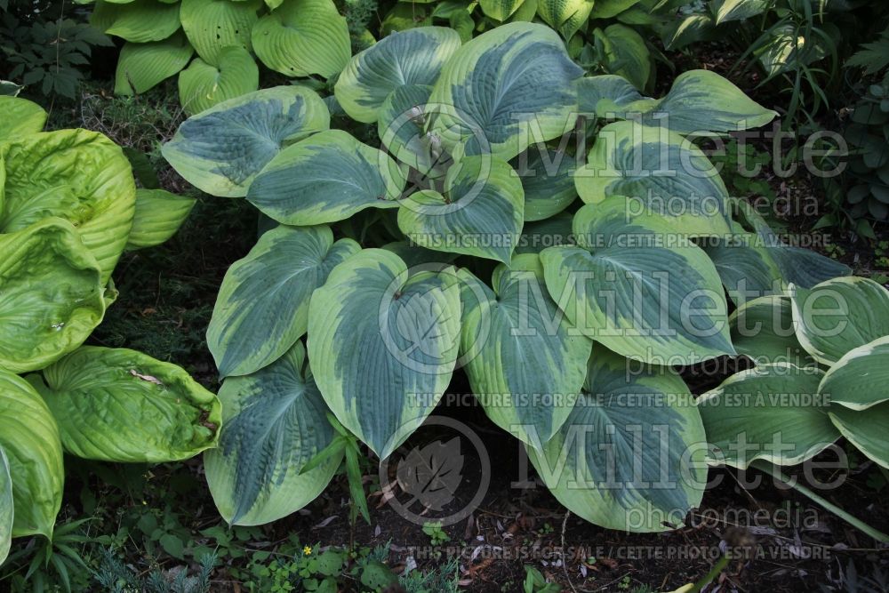 Hosta Cinderella (Hosta funkia august lily) 2