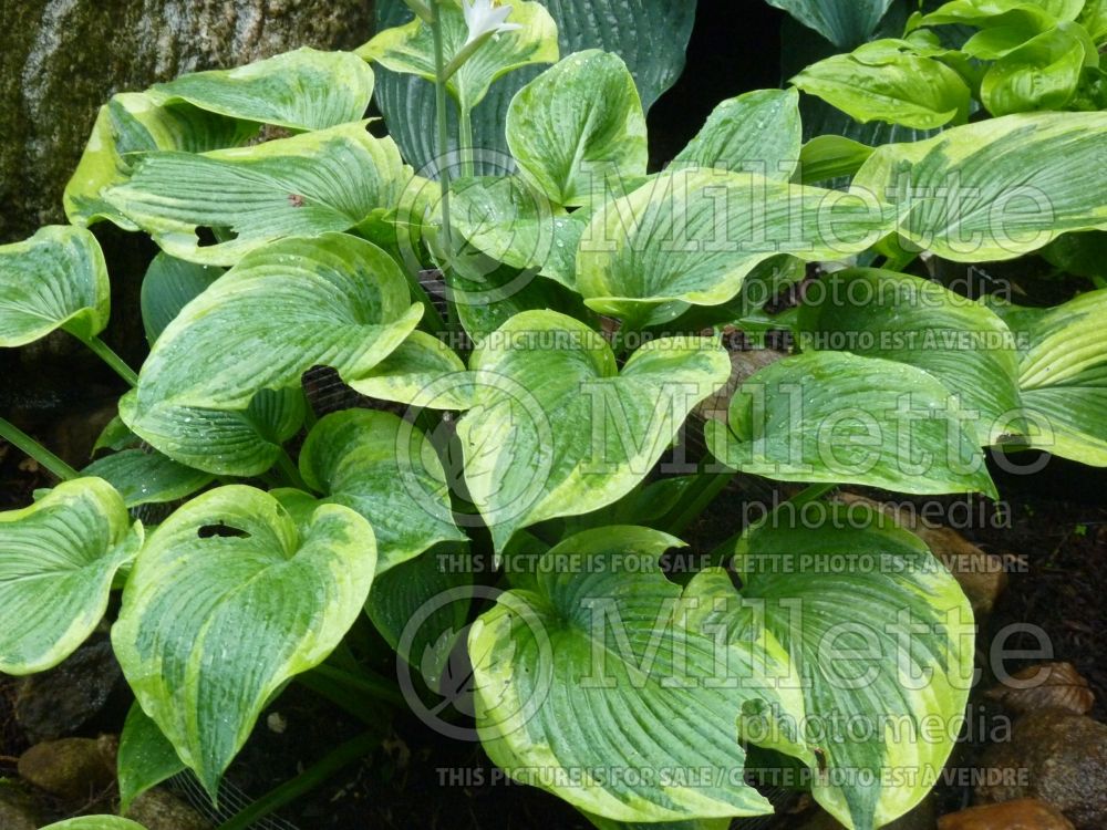 Hosta Cinderella (Hosta funkia august lily) 3