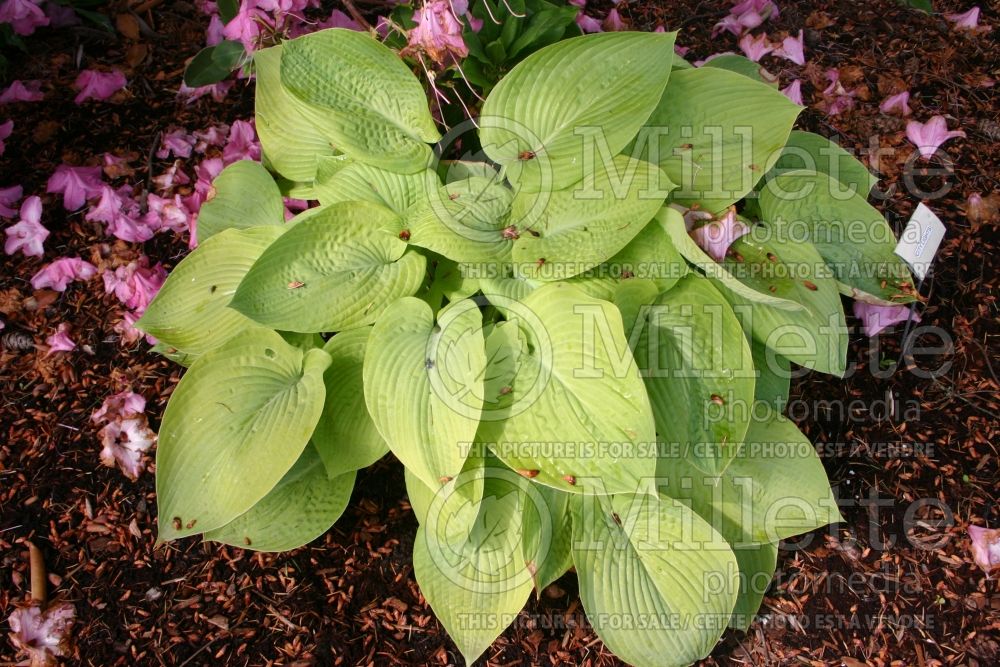 Hosta City Lights (Hosta funkia august lily) 1