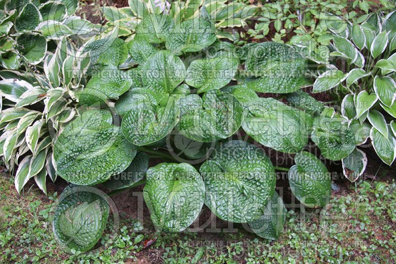 Hosta Clear Fork River Valley (Hosta funkia august lily) 2