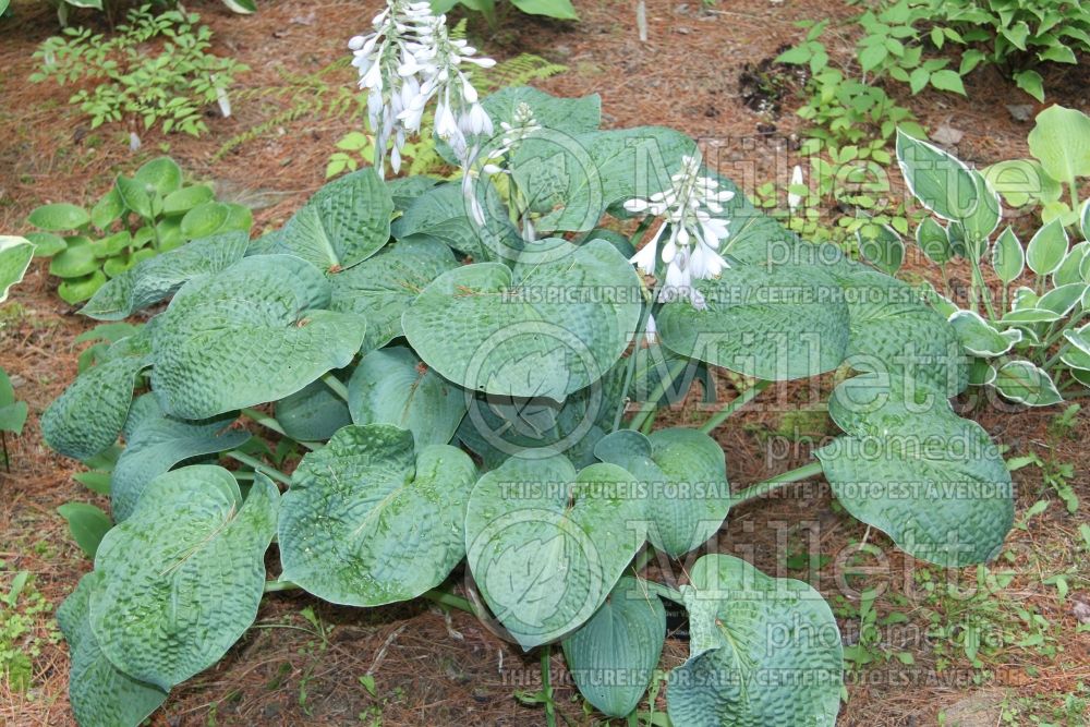 Hosta Clear Fork River Valley (Hosta funkia august lily) 3 