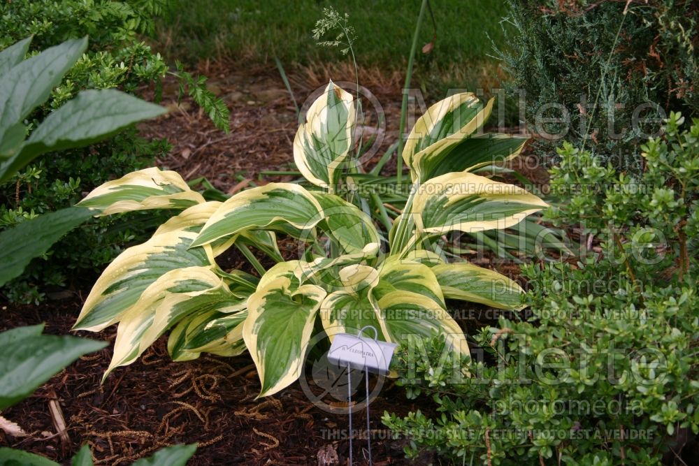 Hosta Cleopatra (Hosta funkia august lily) 1