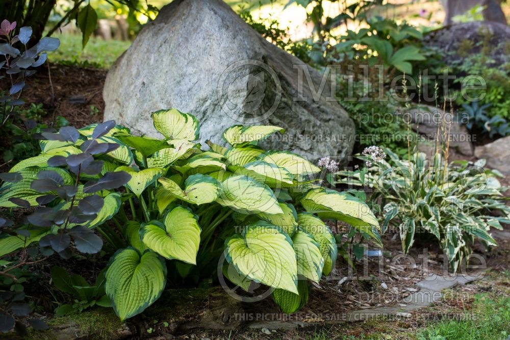 Hosta Clifford's Forest Fire (Hosta funkia august lily) 3 