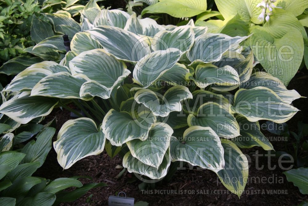 Hosta Clifford's Forest Fire (Hosta funkia august lily)  1