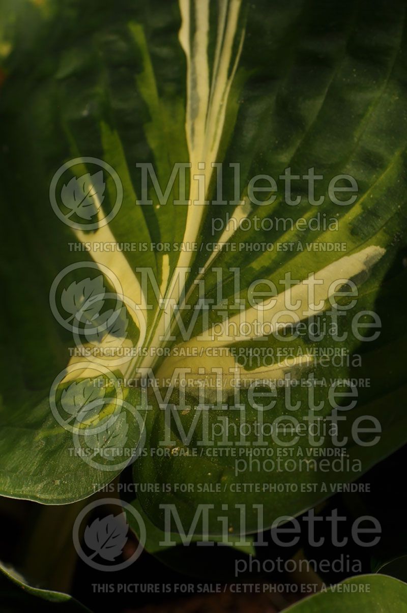 Hosta Clifford's Stingray (Hosta funkia august lily)  2