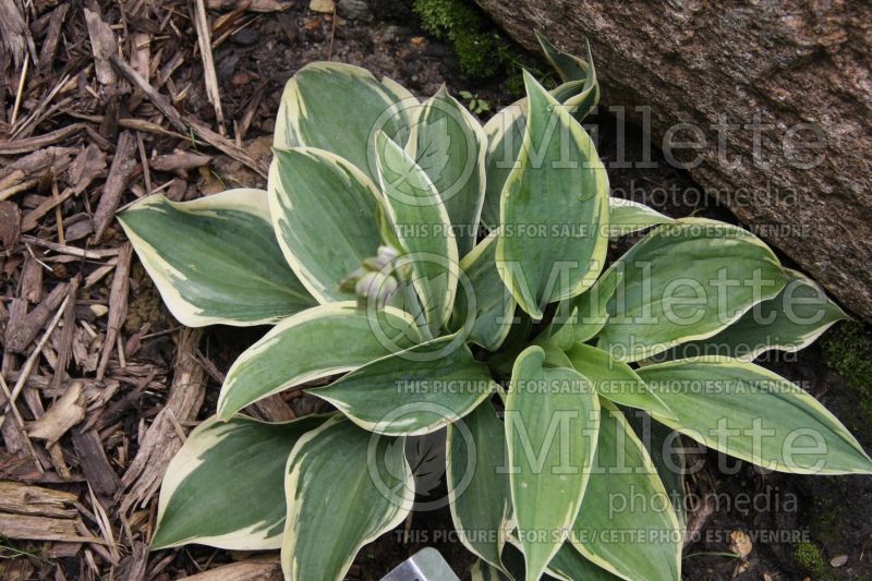 Hosta Clown's Collar (Hosta funkia august lily) 1 