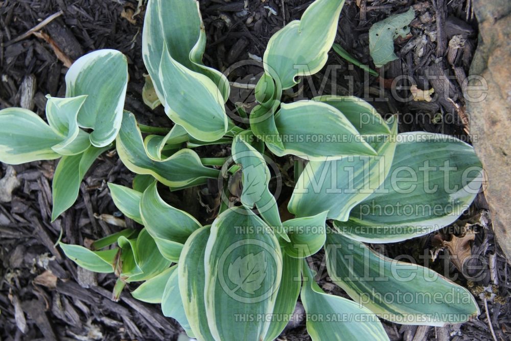 Hosta Clown's Collar (Hosta funkia august lily) 2 