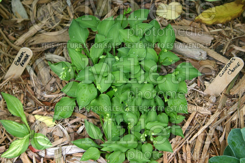 Hosta Collector's Choice (Hosta funkia august lily) 1