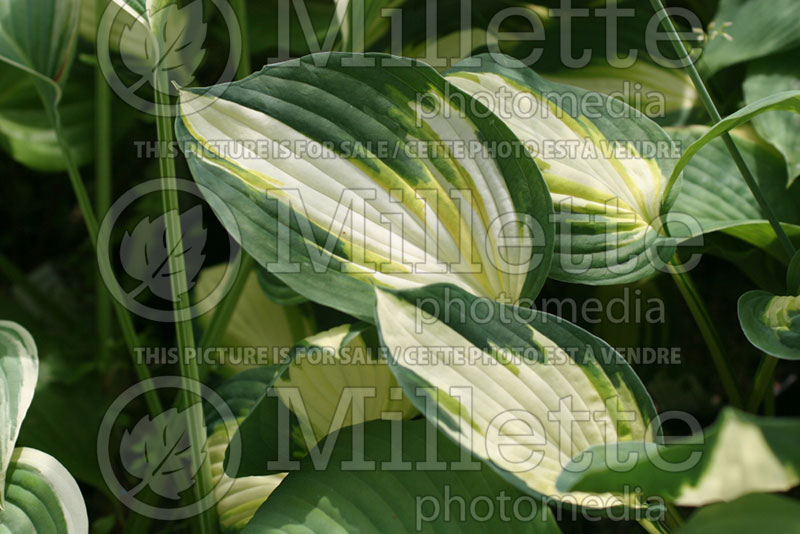 Hosta Color Festival (Hosta funkia august lily) 1 