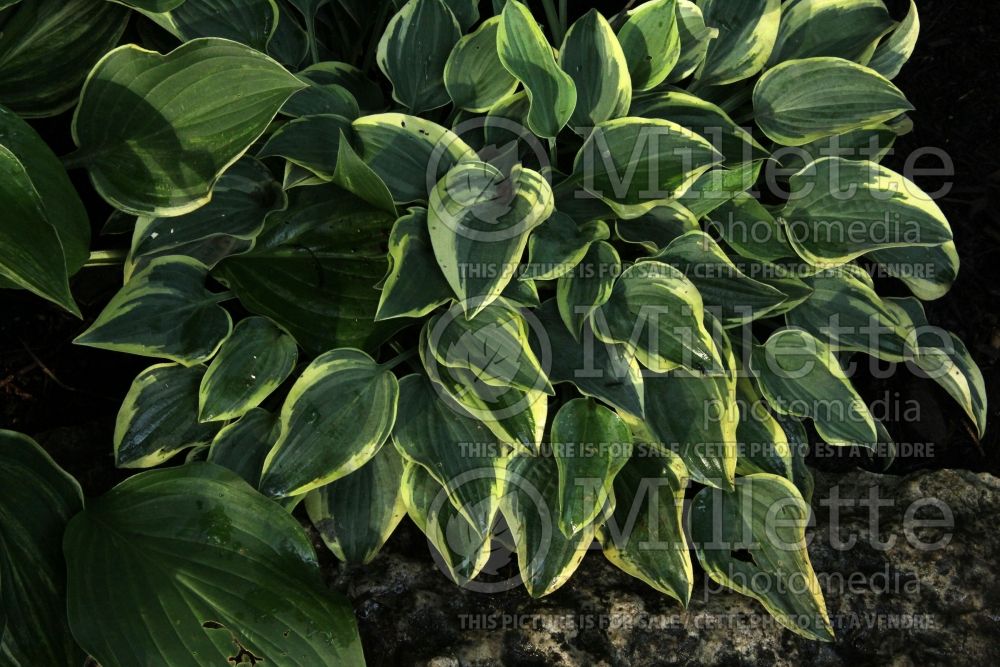 Hosta Con Te Partiro (Hosta funkia august lily) 1