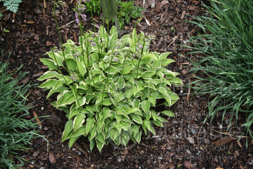 Hosta Cookie Crumbs (Hosta funkia august lily)  1