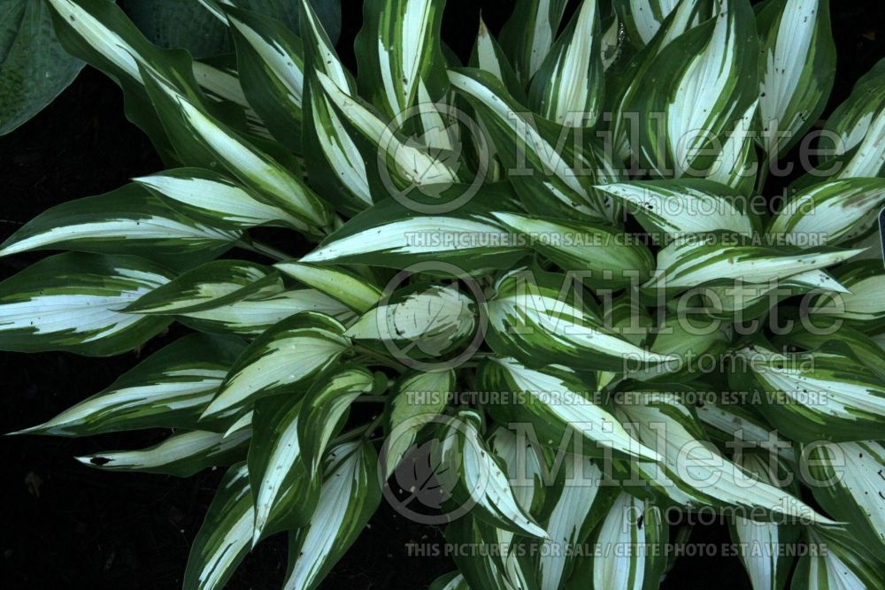 Hosta Cool as a Cucumber (Hosta funkia august lily) 1