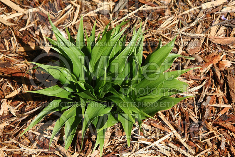 Hosta Corkscrew (Hosta funkia august lily) 1